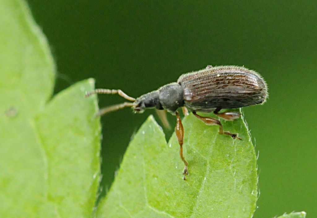 Curculionide da determinare - Phyllobius oblongus